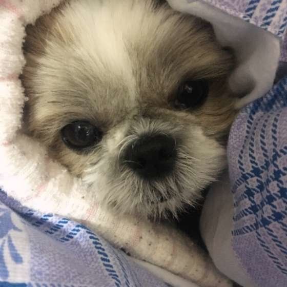 シー・ズーの望結ちゃん