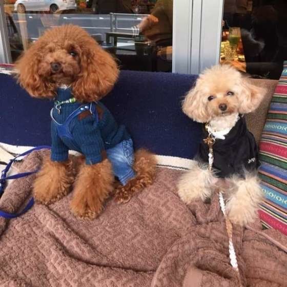 ボンダイカフェ