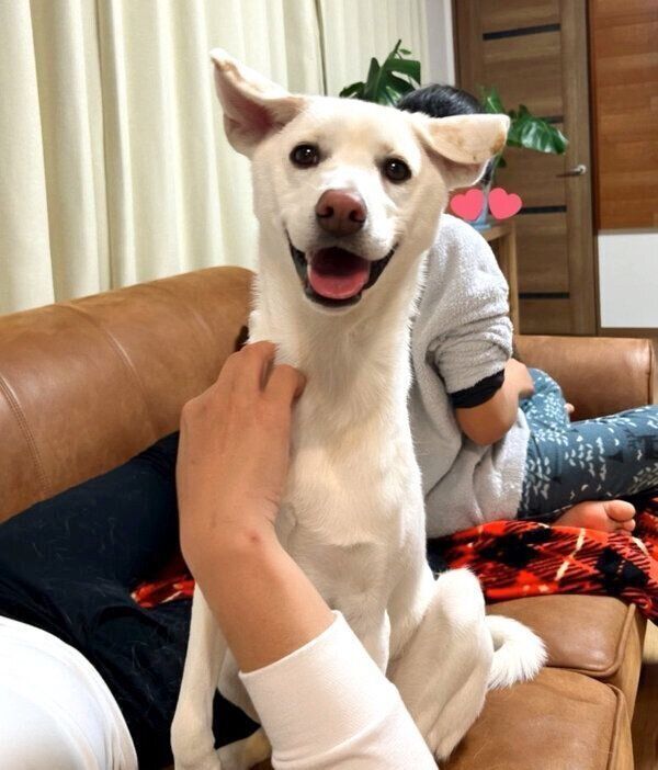 保健所で悲しそうな顔をしていた野犬の子犬 家族に迎え みんなに笑顔をもたらす存在に いぬのきもちweb Magazine