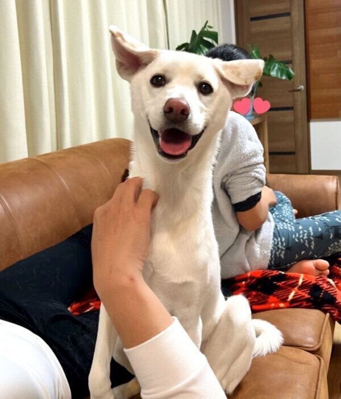 保健所で悲しそうな顔をしていた野犬の子犬 家族に迎え みんなに笑顔をもたらす存在に いぬのきもちweb Magazine 保健所で悲しそうな顔をしていた野犬の子犬 家族に迎え みんなに笑顔をもたらす存在に いぬのきもちweb Magazine