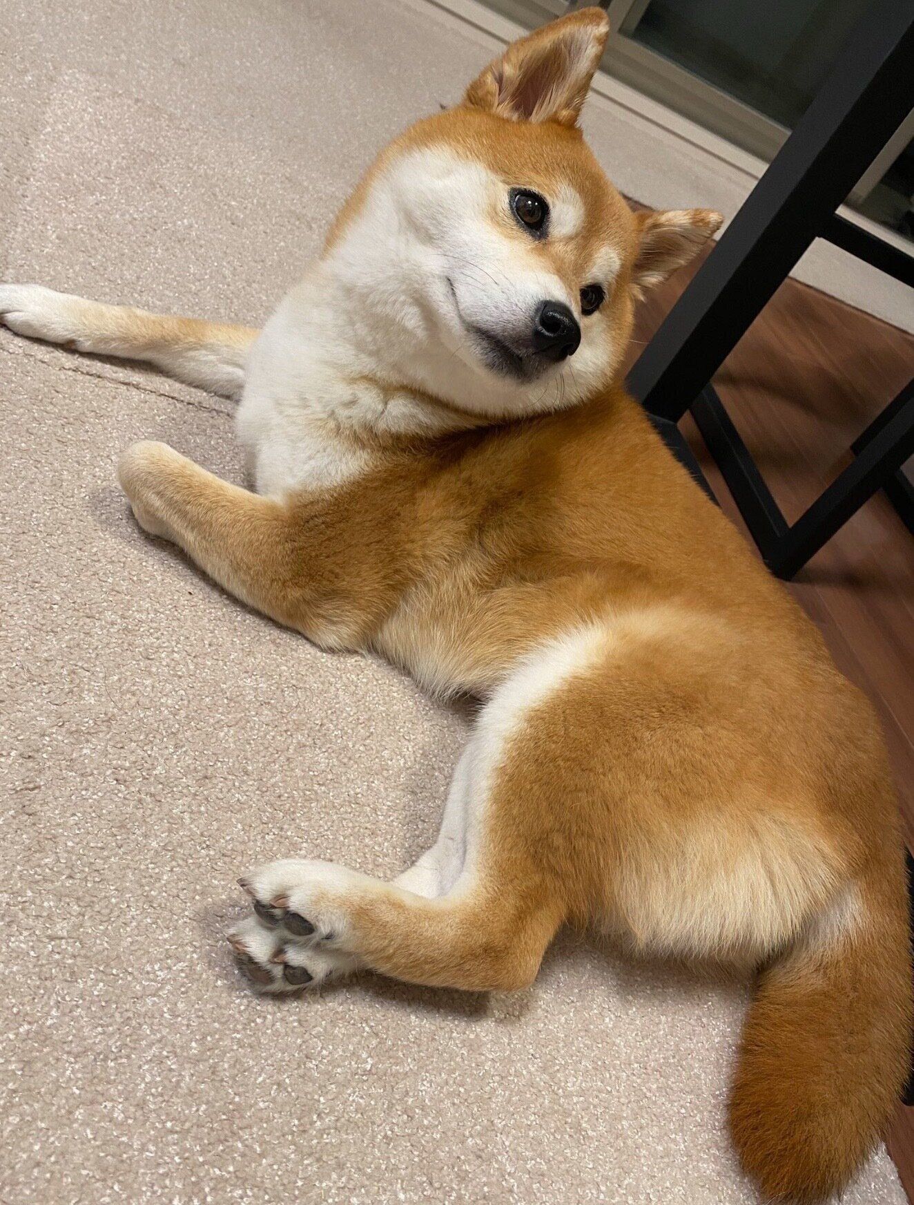 まったりするひるねちゃん