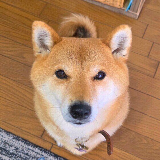おやつ待ちの柴犬