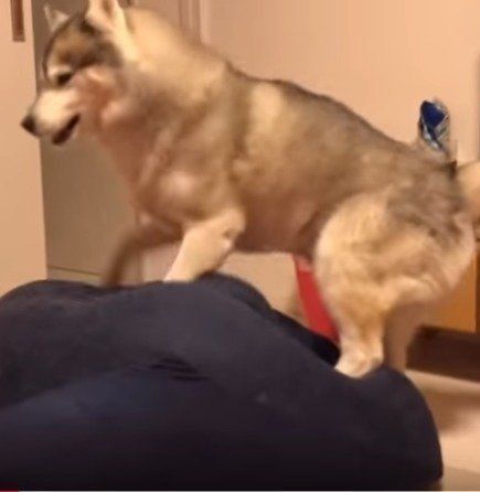 ソファーに乗るシベリアン・ハスキー