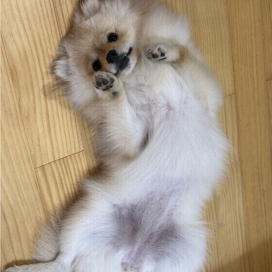 ポメラニアンのいとちゃん