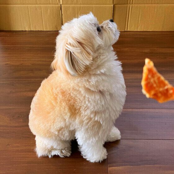 マテをするミックス犬