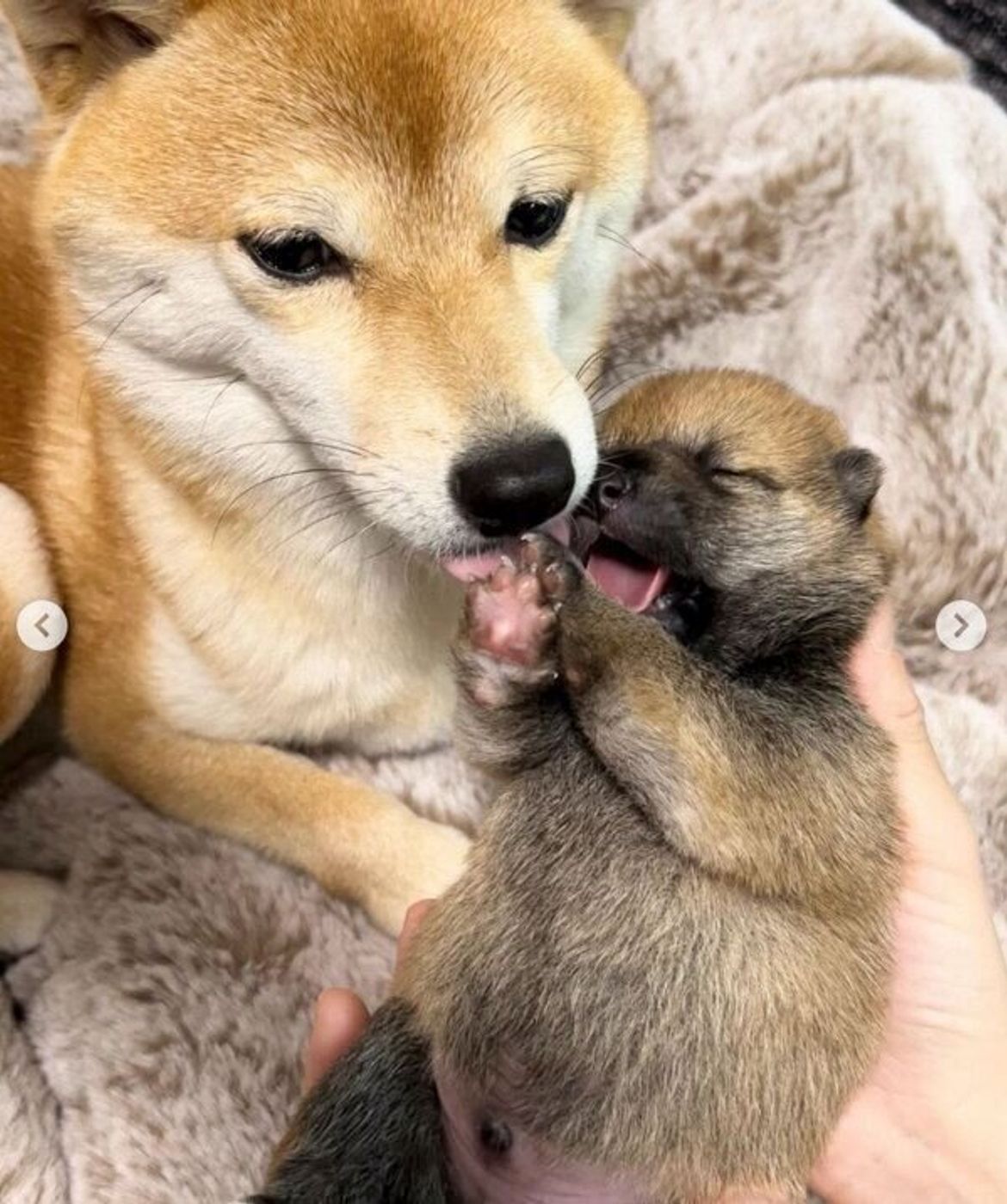 生後9日の子犬の 笑った瞬間 を激写 幸せあふれる光景が 可愛すぎて泣ける いぬのきもちweb Magazine 生後9日の子犬の 笑った瞬間 を激写 幸せあふれる光景が 可愛すぎて泣ける いぬのきもちweb Magazine
