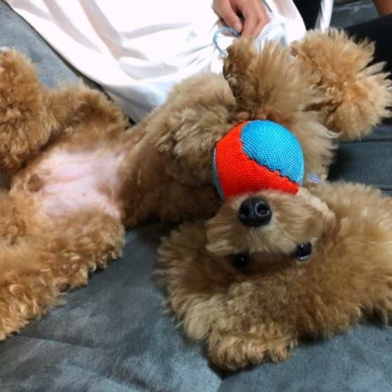 おもちゃをくわえるトイ・プードル