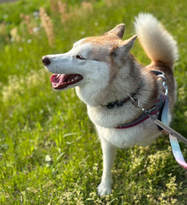 楽しそうなアイリスちゃん