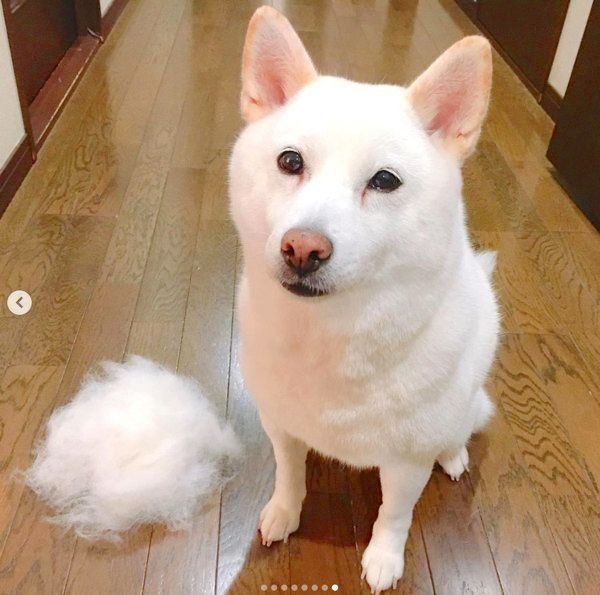 ブラッシングをしてもらった白柴・きなこちゃん