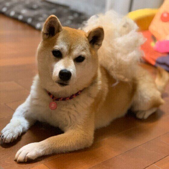 抜け毛を乗せる柴犬