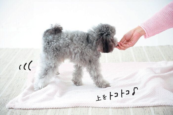 丸めたタオルの上を歩くモナ王くん