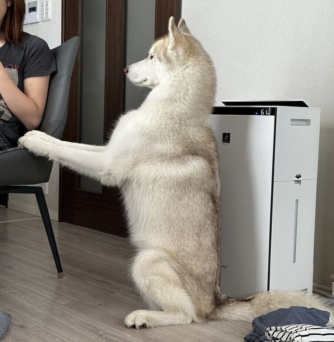 シベリアン・ハスキーのルカくん