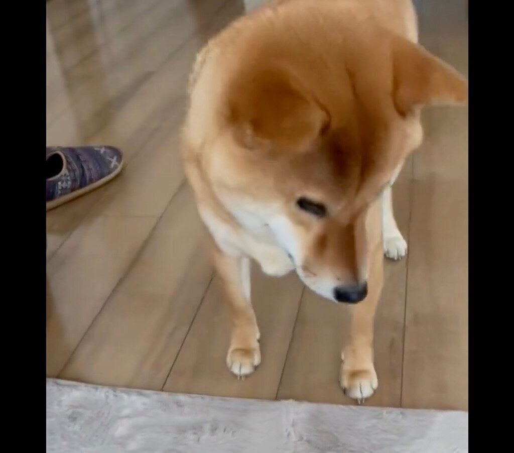 立ち止まるおだしくん