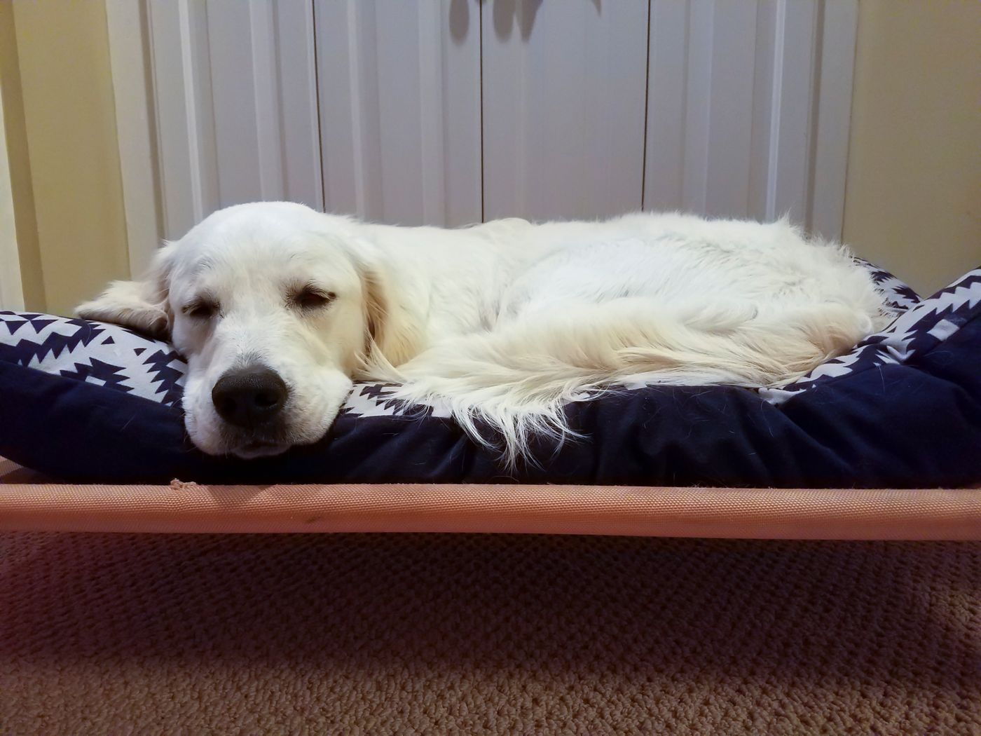 獣医師監修 犬の糖尿病 飼い主さんの自宅でのケアや末期の治療について いぬのきもちweb Magazine 獣医師監修 犬の糖尿病 飼い主さんの自宅でのケアや末期の治療について いぬのきもちweb Magazine