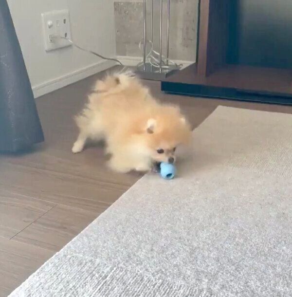 おもちゃで遊ぶミサイルちゃん