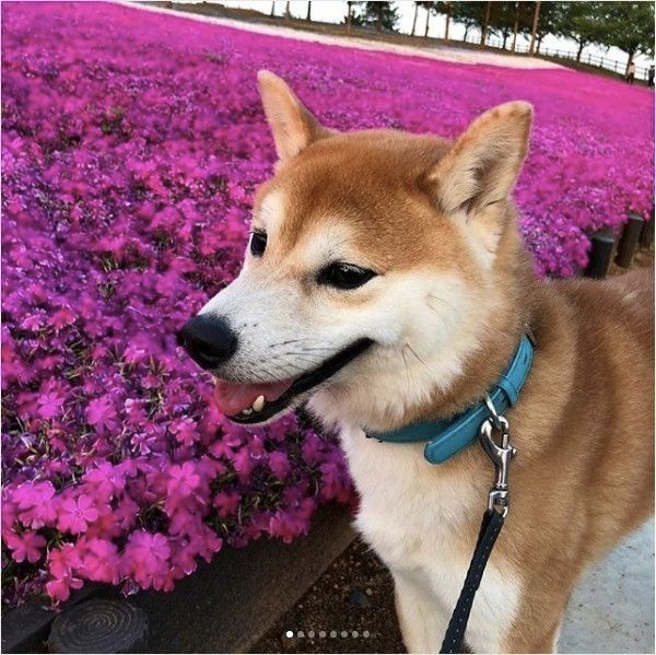 揺れる橋が怖いワンコ