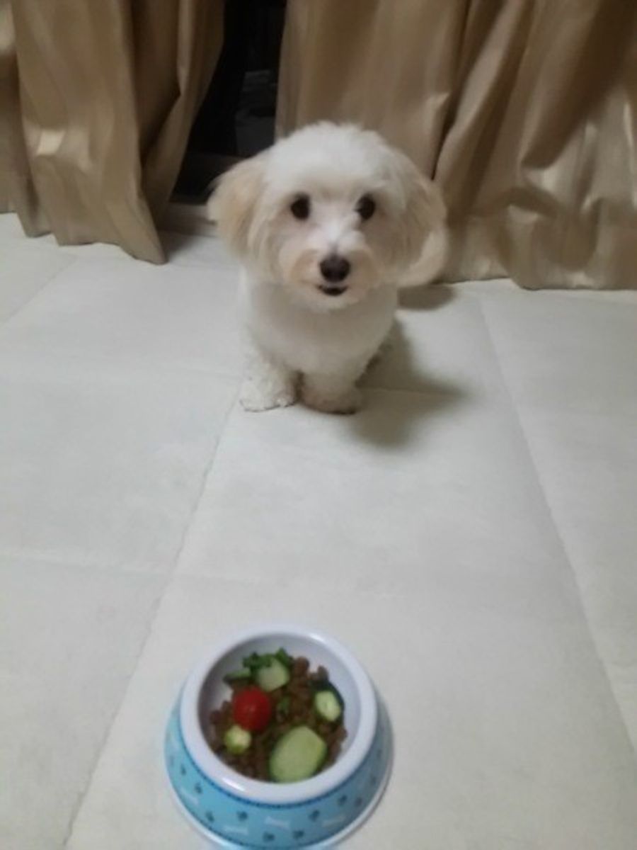 ペット栄養管理士が解説 愛犬にトマトをあげてもいい 良い栄養素とその効果とは いぬのきもちweb Magazine ペット栄養管理士が解説 愛犬にトマトをあげてもいい 良い栄養素とその効果とは いぬのきもちweb Magazine