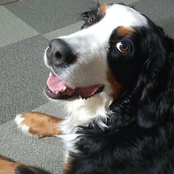 犬のよだれが「ダラダラ」出る理由とは いぬのきもち