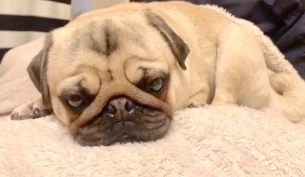 パパさんのお膝の上でくつろぐラルくん