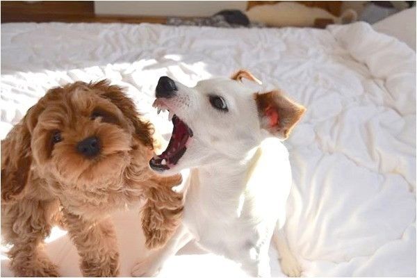 ワンコのぬいぐるみ争奪戦