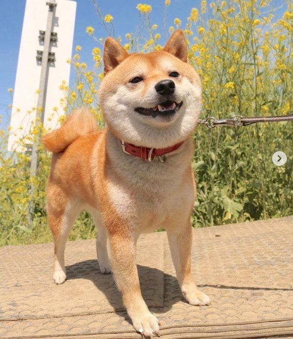 お散歩する豆柴