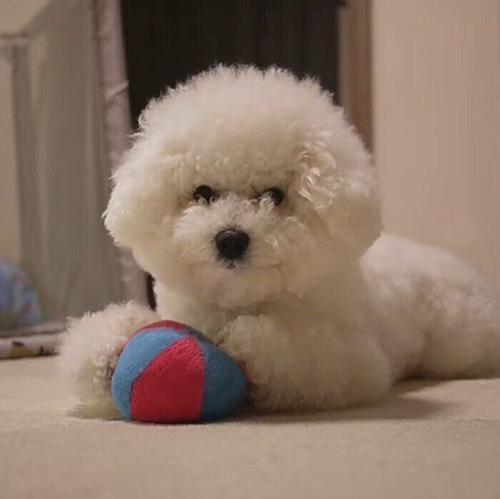 ビション・フリーゼのわたまるちゃん