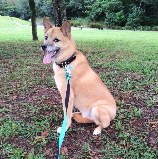 散歩をするコタロウくん