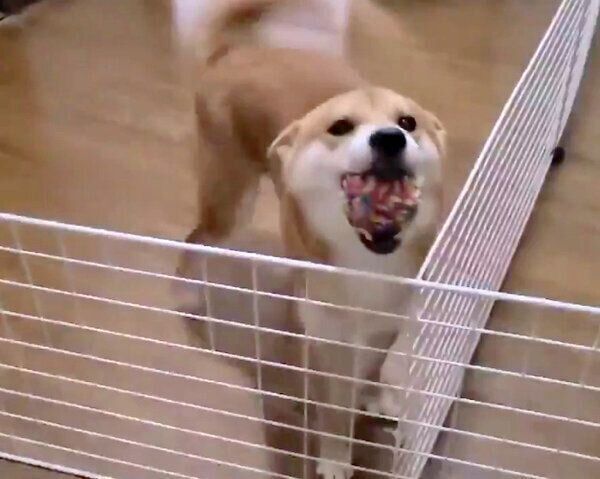 お出迎えをする麦くん