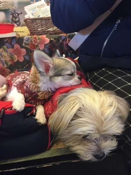 ほかの犬にあごのせしているチワワ