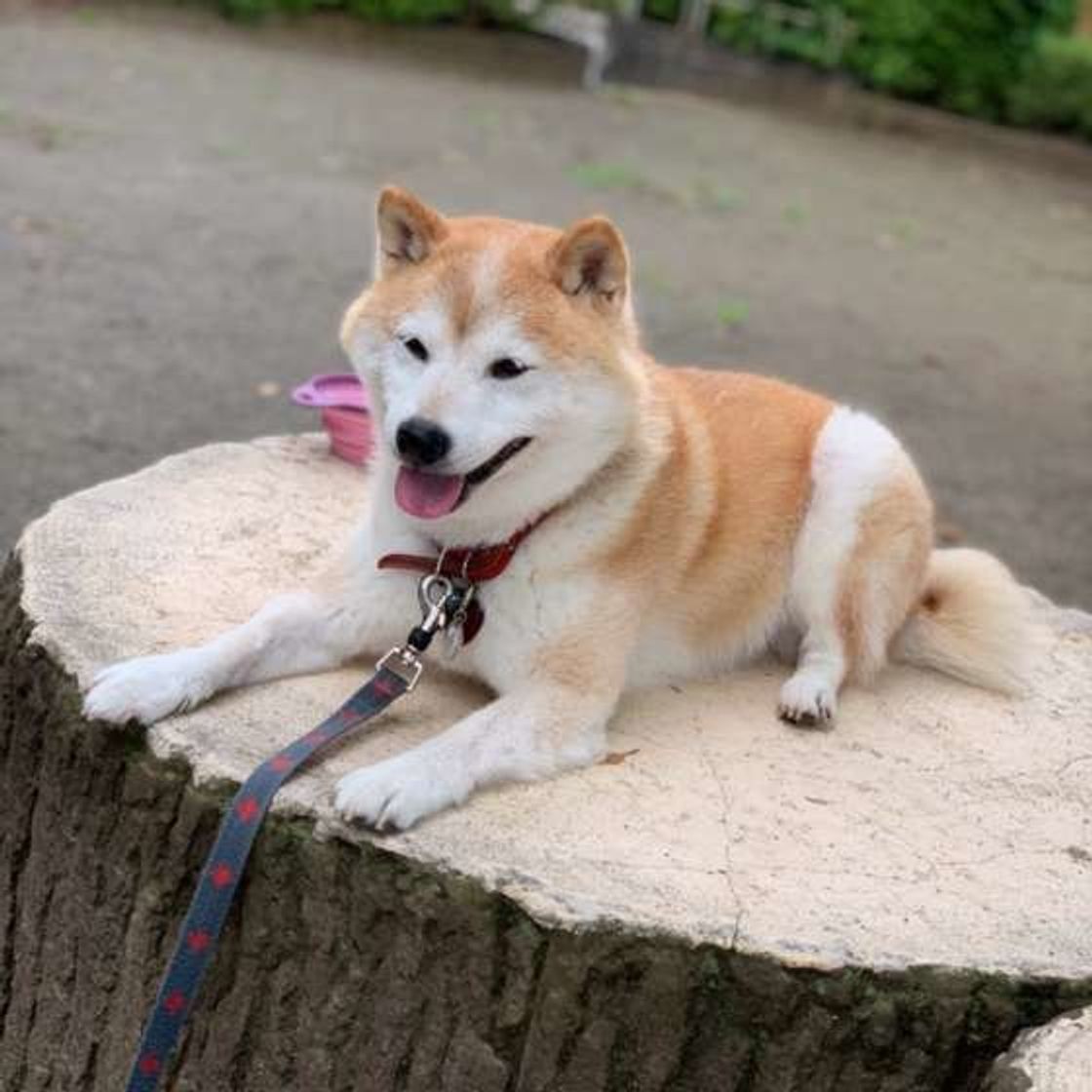 獣医師監修 犬の散歩の基礎知識 開始時期 回数 時間 注意点など いぬのきもちweb Magazine 獣医師監修 犬の散歩の基礎知識 開始時期 回数 時間 注意点など いぬのきもちweb Magazine
