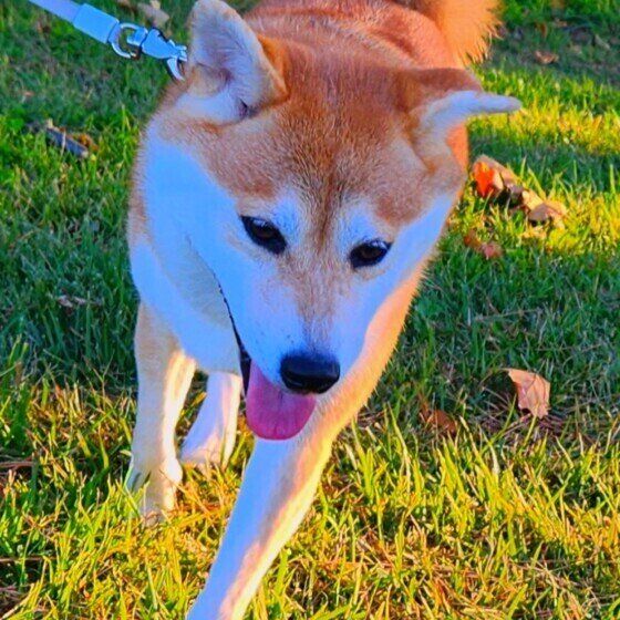 ご機嫌でお散歩するすずちゃん