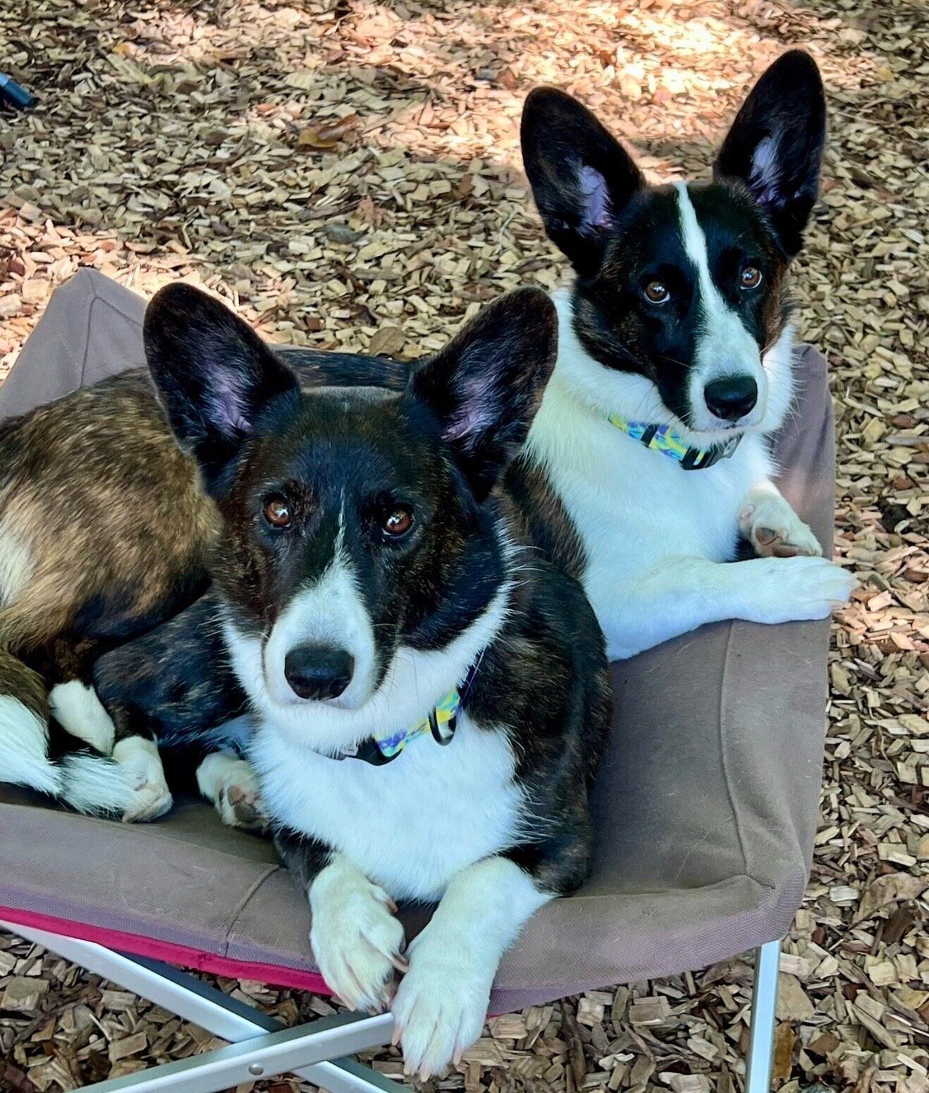 まったりするになちゃん、さなちゃん