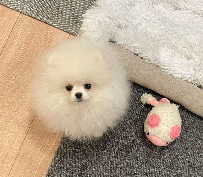 見つめるちょむちゃん
