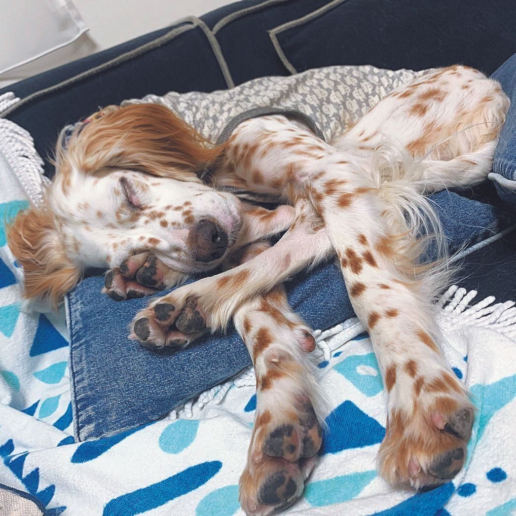 東京都 レイラちゃん（メス・６才／16.0kg／イングリッシュ・セター）