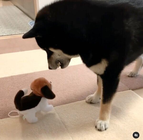 動く犬のぬいぐるみを見て戸惑うこてつくん