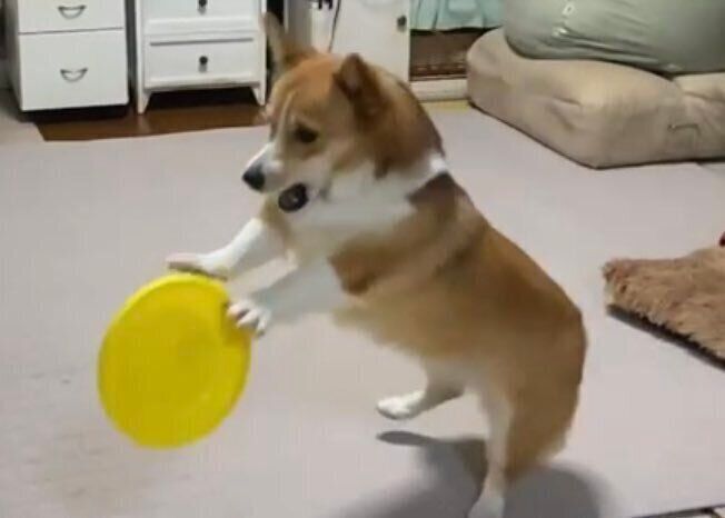 フリスビーをキャッチするせこむちゃん