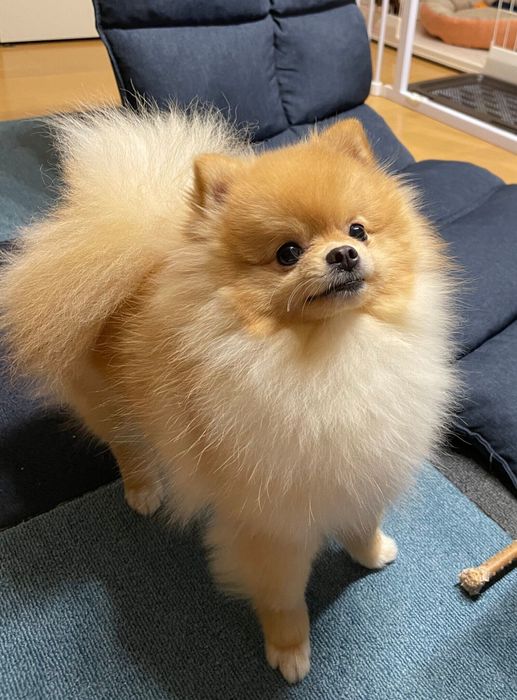 目をキラキラさせるランランちゃん