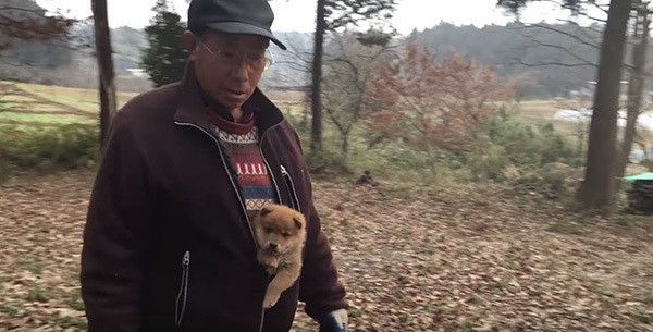 見つめる保護犬