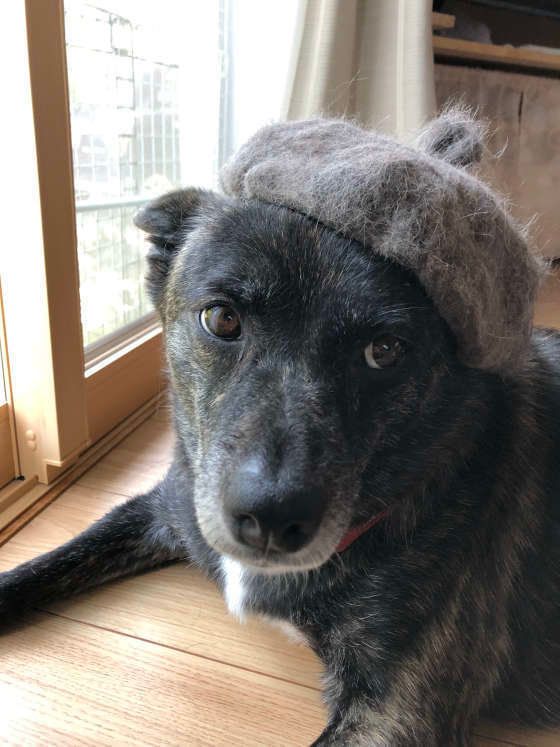 抜け毛ベレー帽をかぶる犬