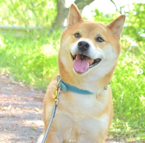 笑顔が素敵な柴犬