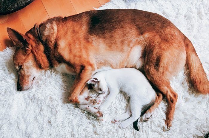 くっついて寝ている犬と猫
