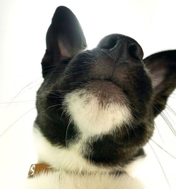 アゴの下にハート模様があるメロウくん