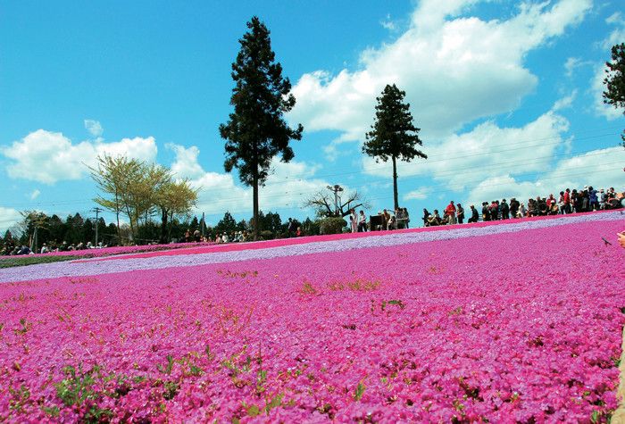 埼玉　芝桜の丘　羊山公園