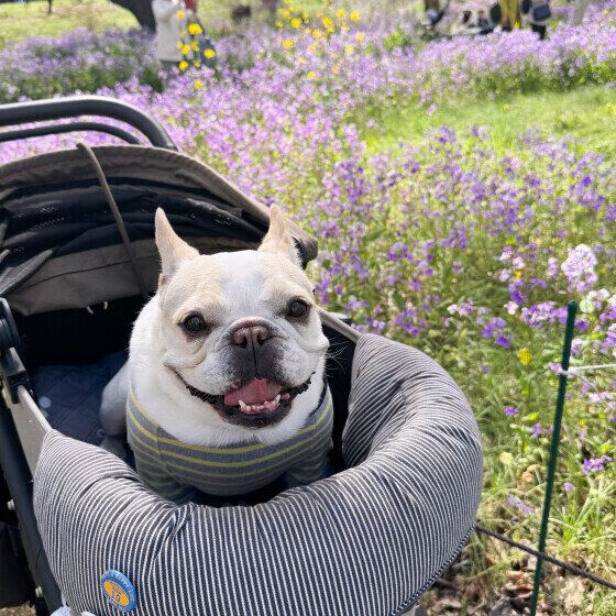 犬のおしり歩きの原因と対処法 うんち後に頻繁にスリスリする場合の対応は？ フレンチ・ブルドッグ いぬのきもち