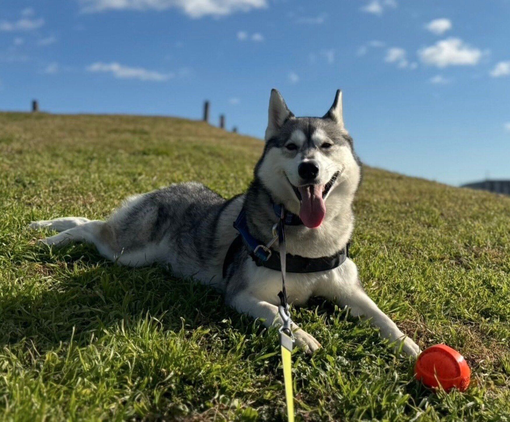 楽しそうなモモちゃん