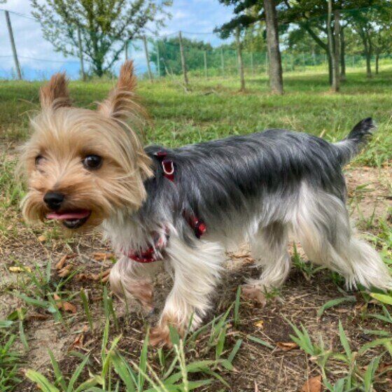 走るヨークシャー・テリア