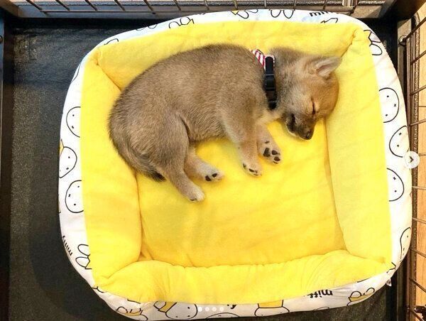 新しいベッドを気に入ってくれたまるくん