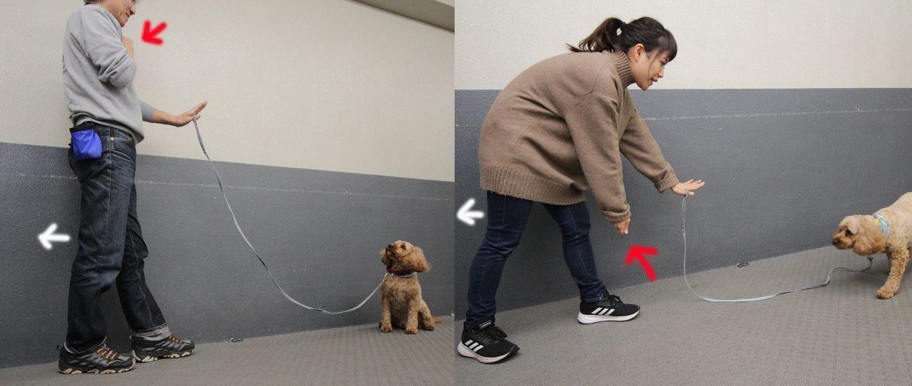 ↑同時に発している合図が、別々の合図を出している例（右の写真）。左手がマテの合図なのに、右手がオイデの合図になってしまっている（正しくは左の写真）