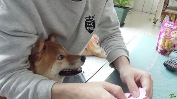 恋みくじをひく柴犬