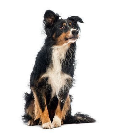 ボーダー・コリー